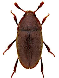 Colon (Eurycolon) rufescens (Kraatz, 1850)