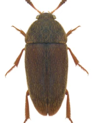 Colon (Colon) serripes (C.R. Sahlberg, 1822)
