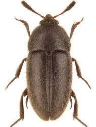 Colon (Myloechus) zebei (Kraatz, 1854)