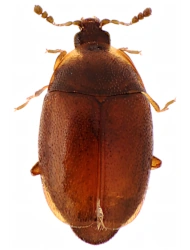 Arthrolips picea (Comolli, 1837), 0.8 - 1.15 mm