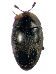 Clypastraea reitteri (Bowestead, 1999), 1.4 - 1.7 mm