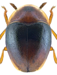Corylophus cassidoides (Marsham, 1802), 1 - 1.1 mm