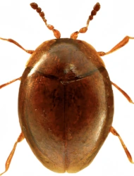 Orthoperus atomus (Gyllenhal, 1808), 0.86 - 1.01 mm