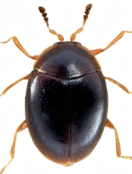 Orthoperus corticalis (L. Redtenbacher, 1845), 0,8 - 0,99 mm