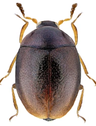 Orthoperus nigrescens (Stephens, 1829), 0,68 - 0,89 mm