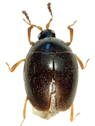 Orthoperus punctatus (Wankowicz, 1865), 0,8 - 1,13 mm