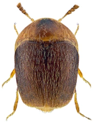 Sericoderus lateralis (Gyllenhal, 1827), 0,9 - 1,1 mm