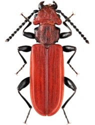 Cucujus cinnaberinus (Scopoli, 1763), 11 - 15 mm