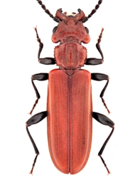 Cucujus haematodes (Erichson, 1845), 13 - 17 mm