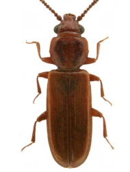 Pediacus depressus (Herbst, 1797), 3.5 - 4.5 mm