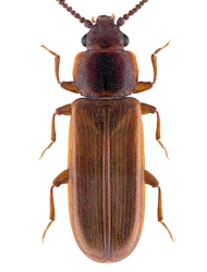 Pediacus dermestoides (Fabricius, 1792), 3.5 - 4.5 mm