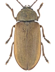 Dascillus cervinus (Linnaeus, 1758)