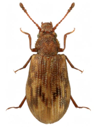Derodontus macularis (Fuss, 1850)