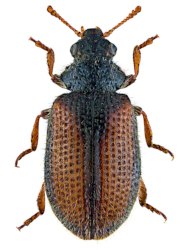 Laricobius erichsoni (Rosenhauer, 1846)