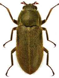Dryops anglicanus (Edwards, 1909)
