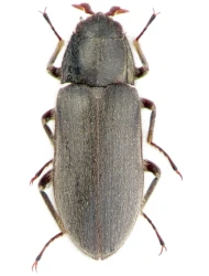 Dryops auriculatus (Geoffroy, 1785)