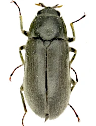 Dryops griseus (Erichson, 1847)