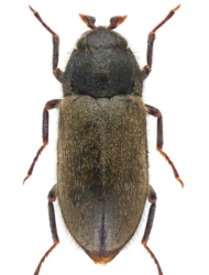Dryops luridus (Erichson, 1847)