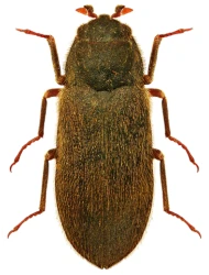 Dryops lutulentus (Erichson, 1847)