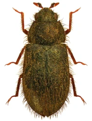 Dryops nitidulus (Heer, 1841)