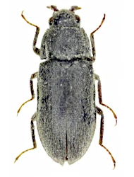 Dryops rufipes (Krynicki, 1832)