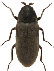 Dryops similaris (Bollow, 1936)