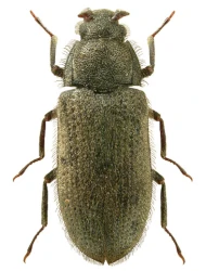 Dryops striatopunctatus (Heer, 1841)