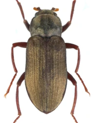 Pomatinus substriatus (P.W.J. Müller, 1806)