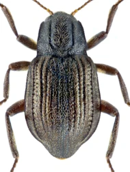Elmis aenea (P.W.J. Müller, 1806)