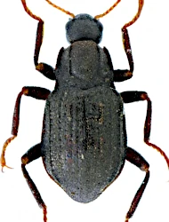 Elmis maugetii maugetii (Latreille, 1802)