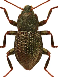 Elmis obscura (P.W.J. Müller, 1806)