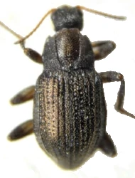 Elmis rioloides (Kuwert, 1890)