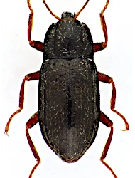Esolus angustatus (P.W.J. Müller, 1821)
