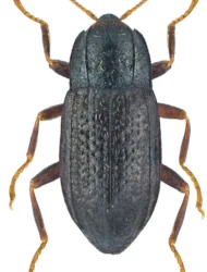 Esolus parallelepipedus (P.W.J. Müller, 1806)