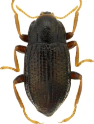 Esolus pygmaeus (P.W.J. Müller, 1806)