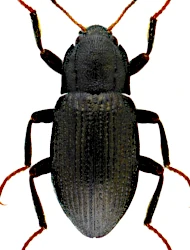 Limnius intermedius (Fairmaire, 1881)