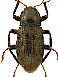 Limnius muelleri (Erichson, 1847)