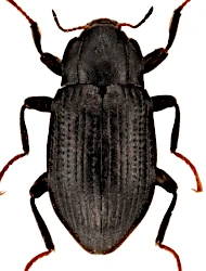 Limnius opacus opacus (P.W.J. Müller, 1806)