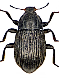 Limnius perrisi perrisi (Dufour, 1843)
