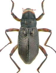 Macronychus quadrituberculatus (P.W.J. Müller, 1806)