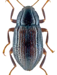 Oulimnius tuberculatus (P.W.J. Müller, 1806)