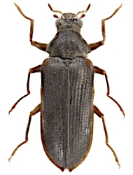 Potamophilus acuminatus (Fabricius, 1792)