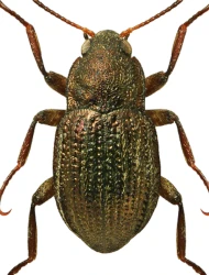 Riolus cupreus (P.W.J. Müller, 1806)