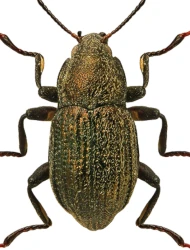 Riolus subviolaceus (P.W.J. Müller, 1817)