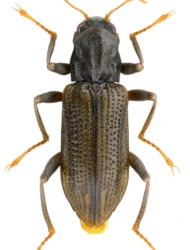 Stenelmis consobrina consobrina (Dufour, 1835)