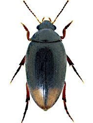 Eucinetus haemorrhoidalis (Germar, 1818)
