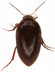 Euscaphurus spinipes