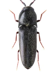 Clypeorhagus clypeatus (Hampe, 1850)