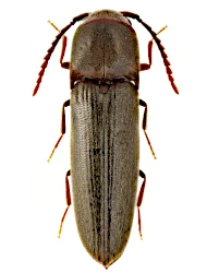 Dirrhagofarsus attenuatus (Mâklin, 1845)