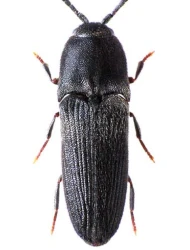 Dromaeolus barnabita (A. Villa & J. B. Villa, 1838)